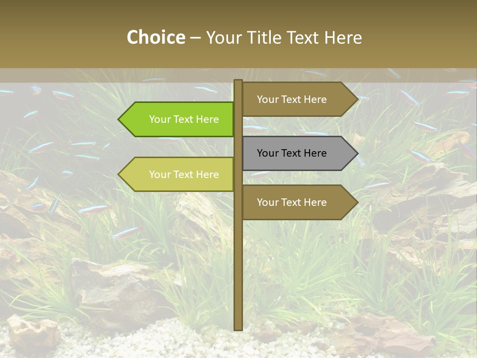 A Fish Tank Filled With Plants And Rocks PowerPoint Template