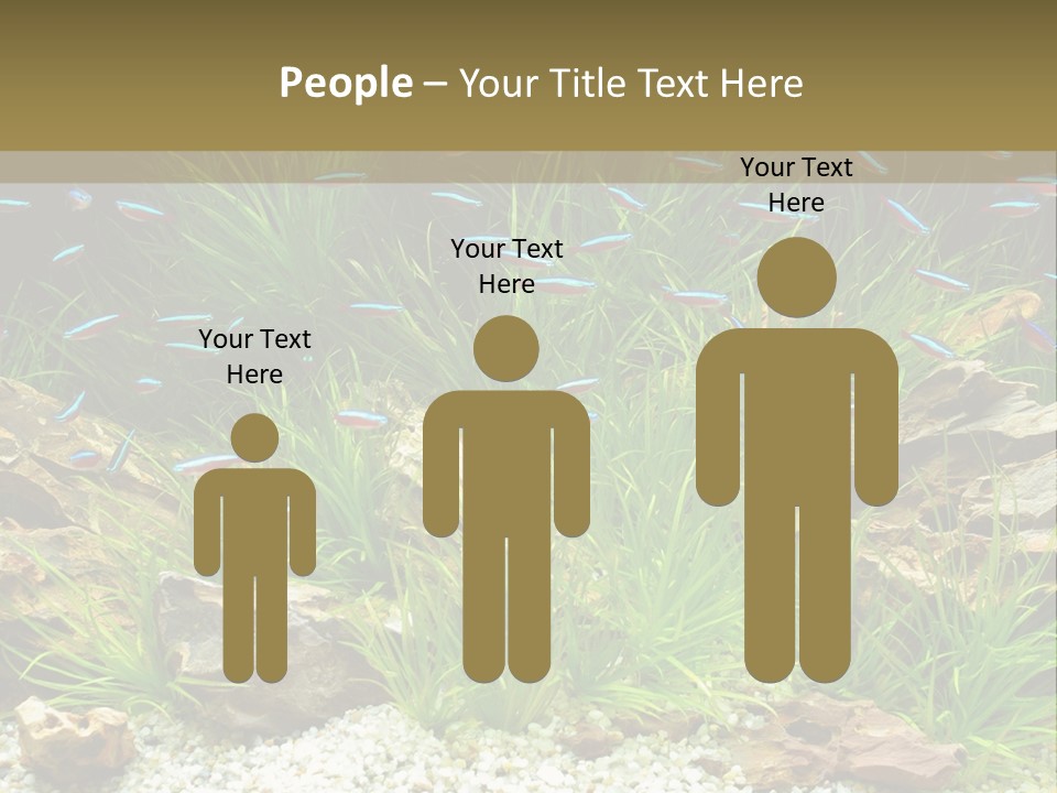 A Fish Tank Filled With Plants And Rocks PowerPoint Template