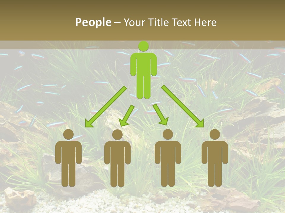 A Fish Tank Filled With Plants And Rocks PowerPoint Template