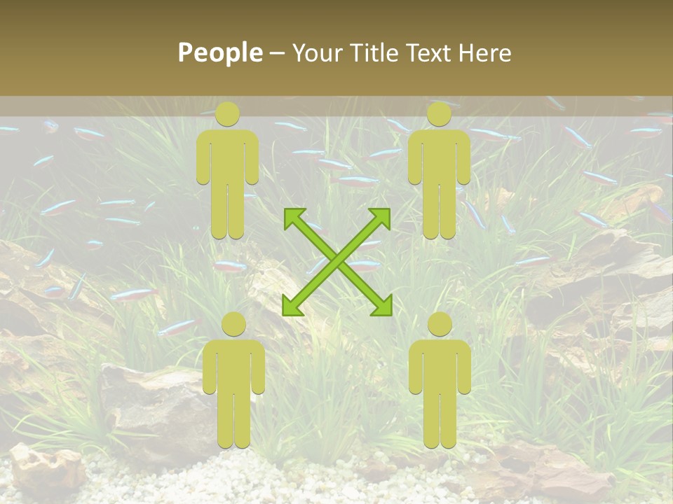 A Fish Tank Filled With Plants And Rocks PowerPoint Template