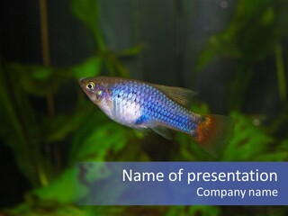 Symphysodon Fish Discus PowerPoint Template