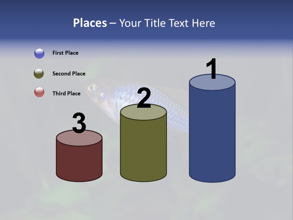 Symphysodon Fish Discus PowerPoint Template