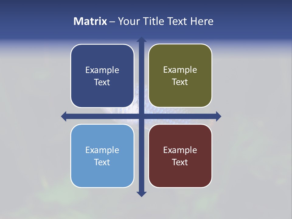 Symphysodon Fish Discus PowerPoint Template