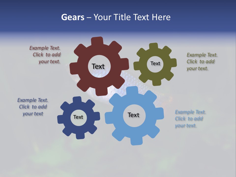 Symphysodon Fish Discus PowerPoint Template