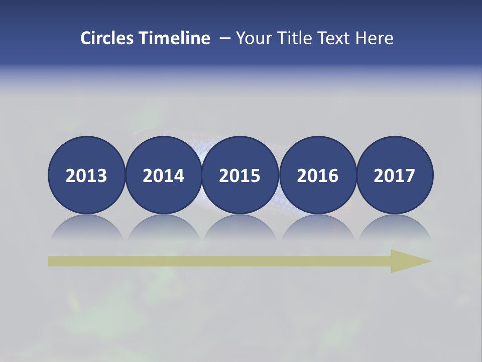 Symphysodon Fish Discus PowerPoint Template