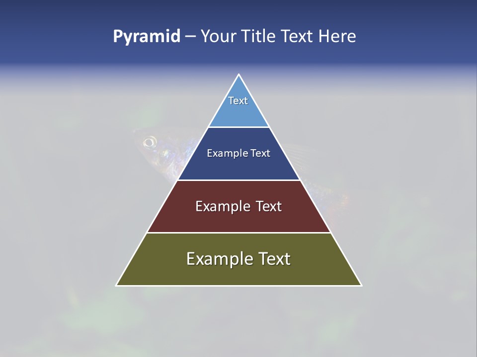 Symphysodon Fish Discus PowerPoint Template