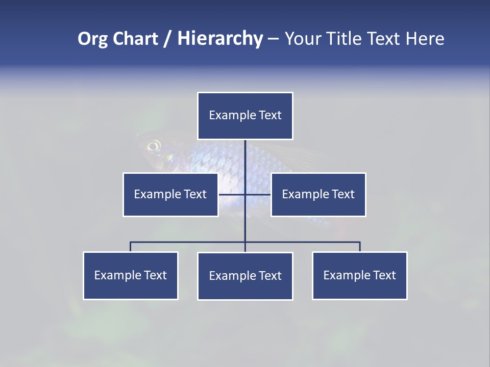 Symphysodon Fish Discus PowerPoint Template