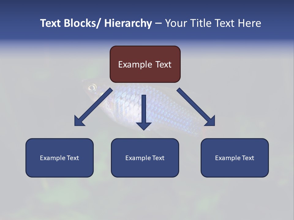 Symphysodon Fish Discus PowerPoint Template