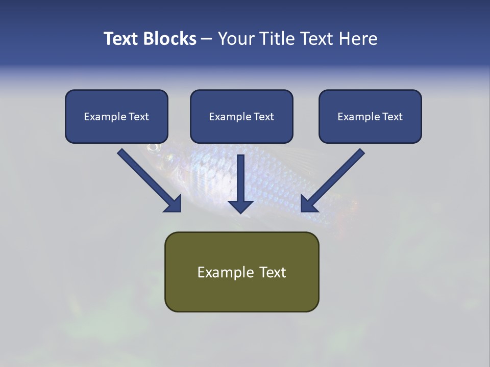 Symphysodon Fish Discus PowerPoint Template