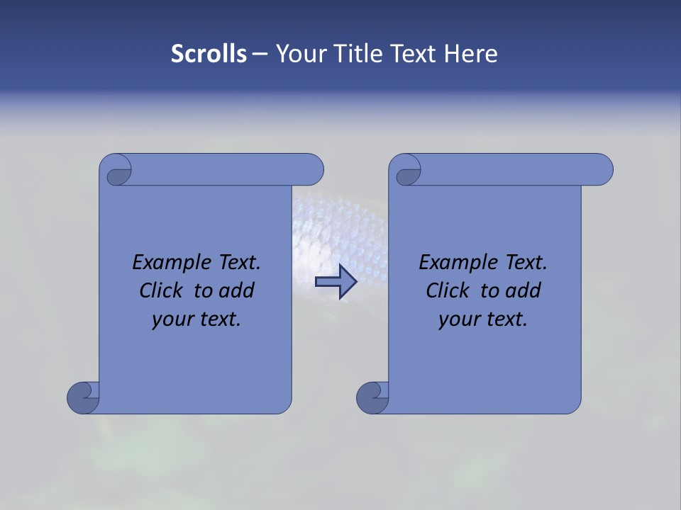 Symphysodon Fish Discus PowerPoint Template