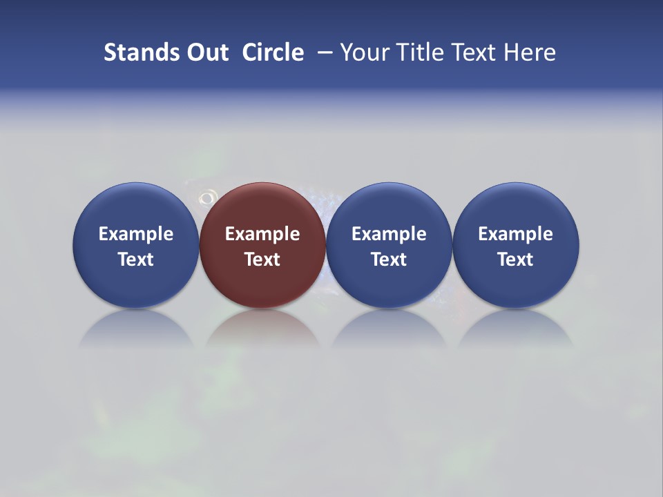 Symphysodon Fish Discus PowerPoint Template