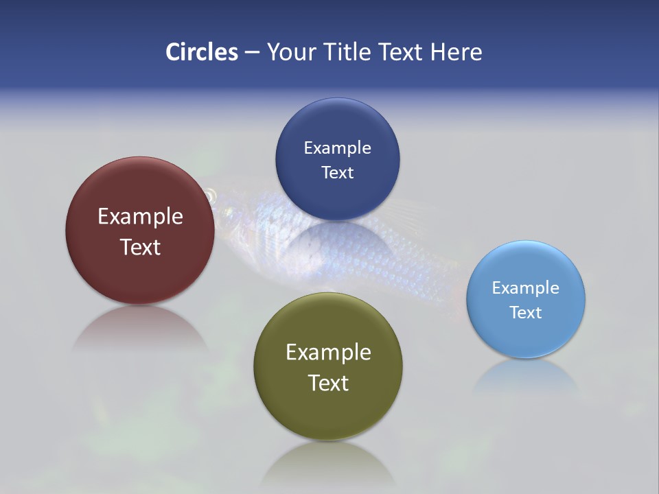 Symphysodon Fish Discus PowerPoint Template