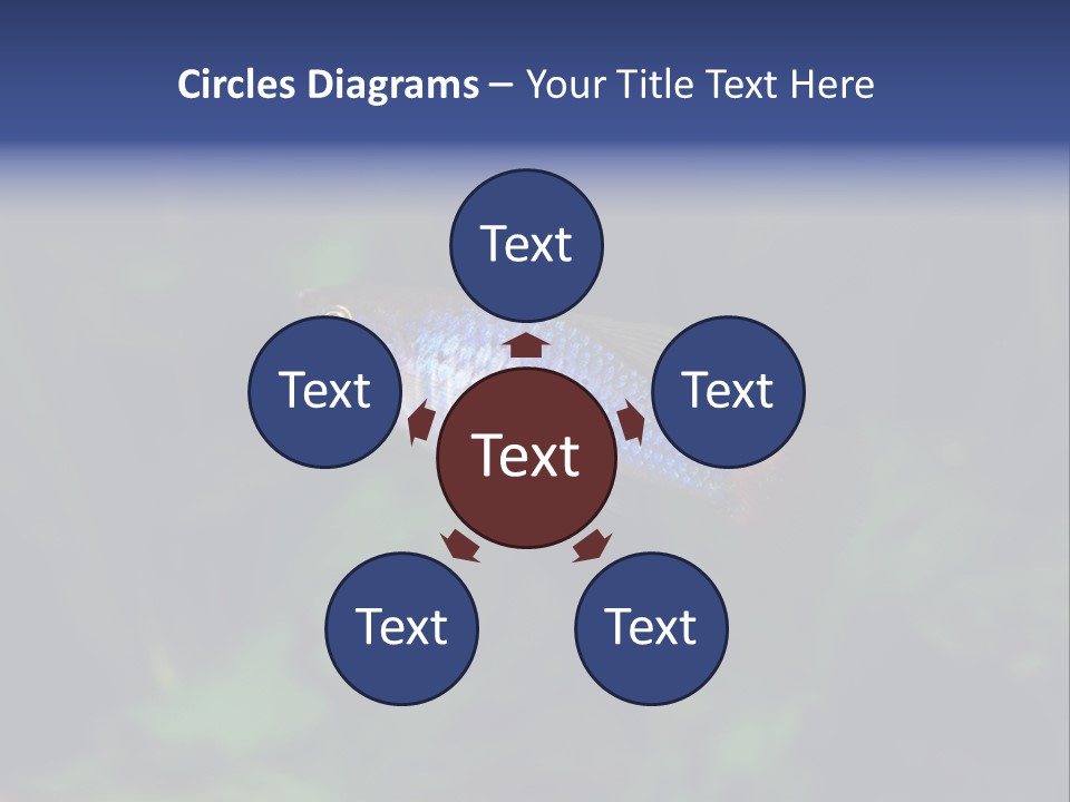 Symphysodon Fish Discus PowerPoint Template