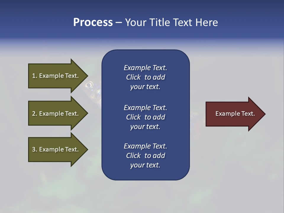 Symphysodon Fish Discus PowerPoint Template