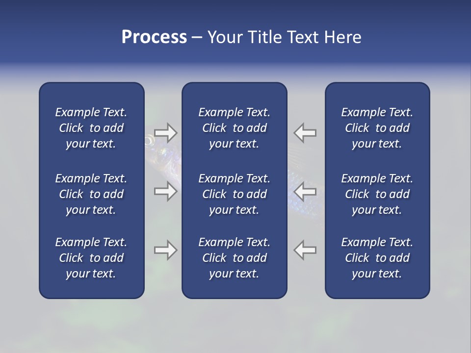 Symphysodon Fish Discus PowerPoint Template