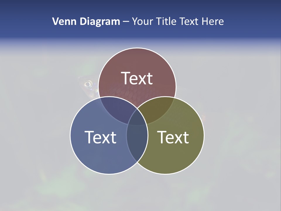 Symphysodon Fish Discus PowerPoint Template