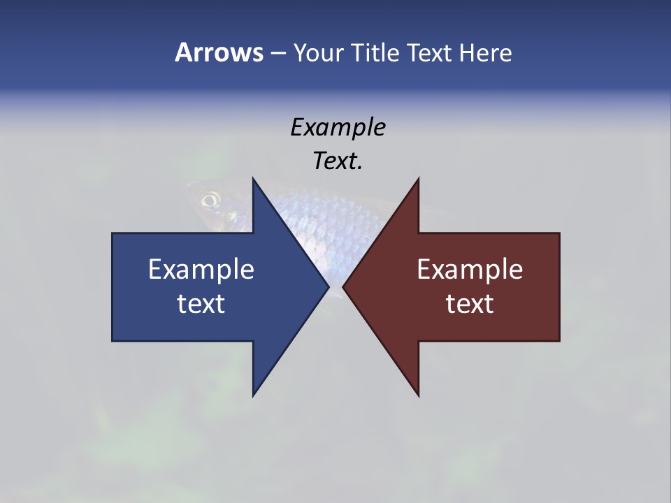 Symphysodon Fish Discus PowerPoint Template