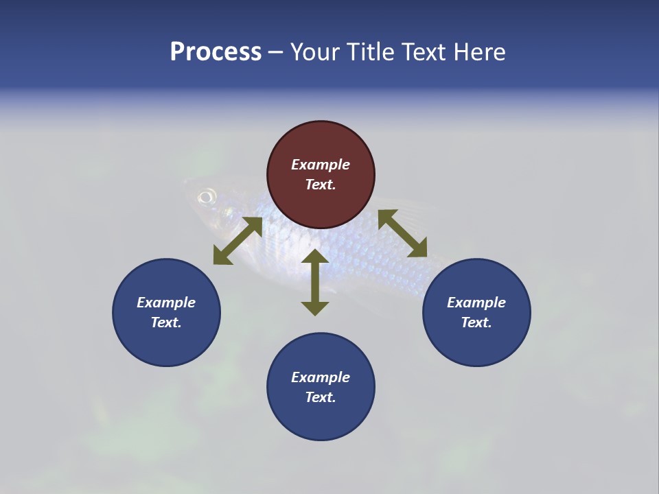 Symphysodon Fish Discus PowerPoint Template