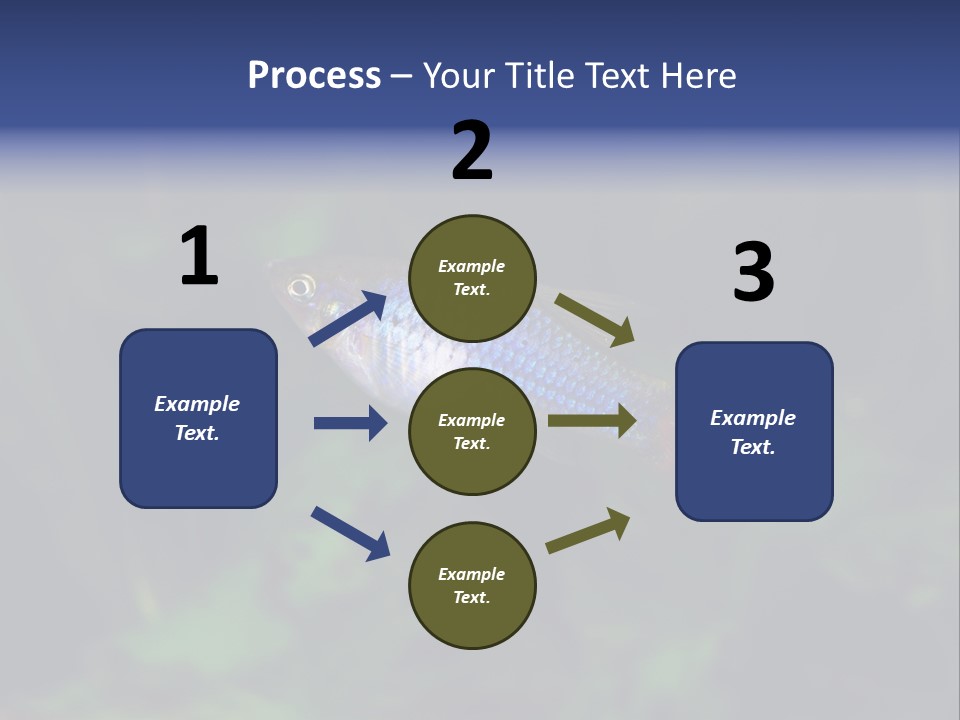 Symphysodon Fish Discus PowerPoint Template
