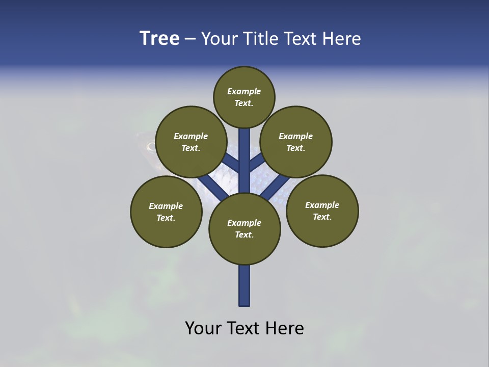 Symphysodon Fish Discus PowerPoint Template