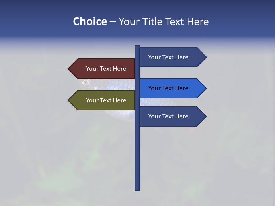 Symphysodon Fish Discus PowerPoint Template