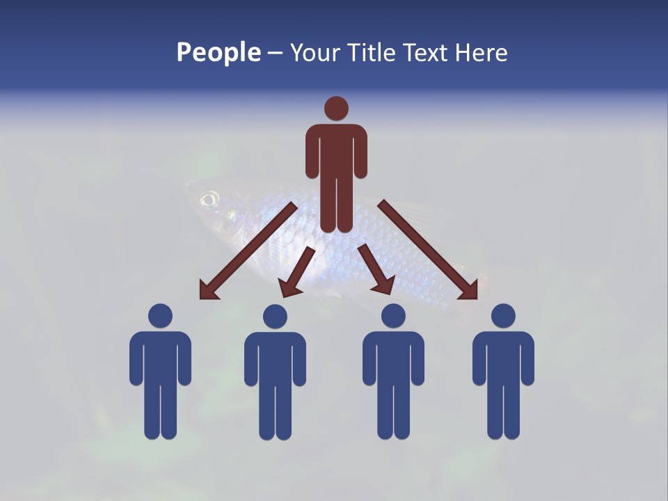 Symphysodon Fish Discus PowerPoint Template