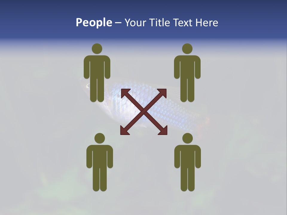 Symphysodon Fish Discus PowerPoint Template