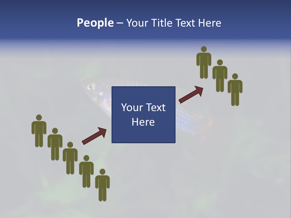 Symphysodon Fish Discus PowerPoint Template