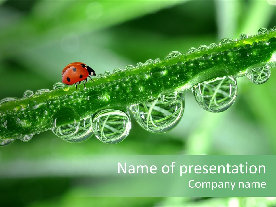 Closeup Healthcare Insect PowerPoint Template