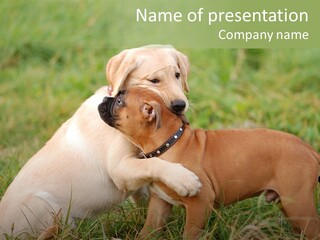 Puppy Grass Purebred PowerPoint Template