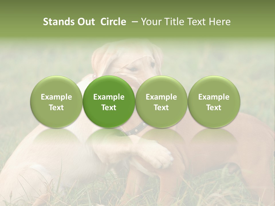 Puppy Grass Purebred PowerPoint Template