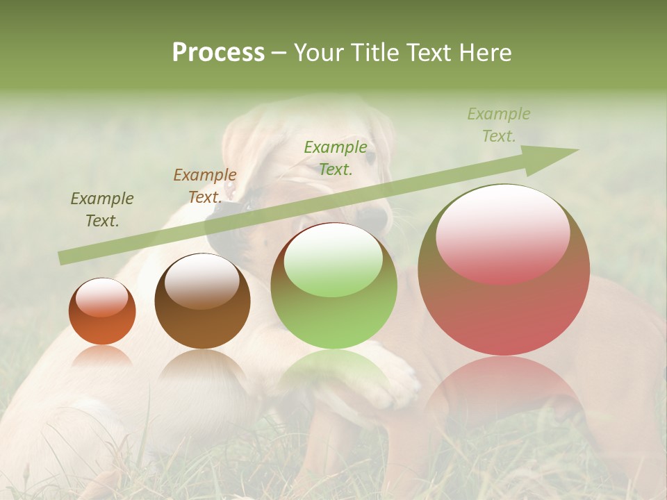Puppy Grass Purebred PowerPoint Template
