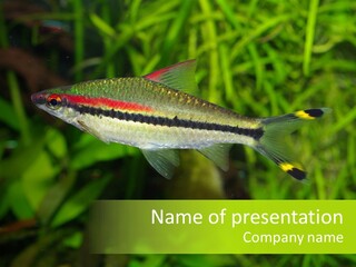 Barbus Sweet Fish PowerPoint Template