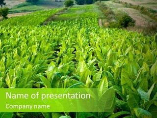Farming Nature Plant PowerPoint Template
