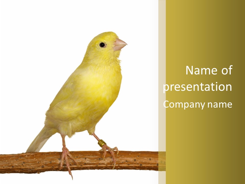 Fauna Exclusive Aves PowerPoint Template