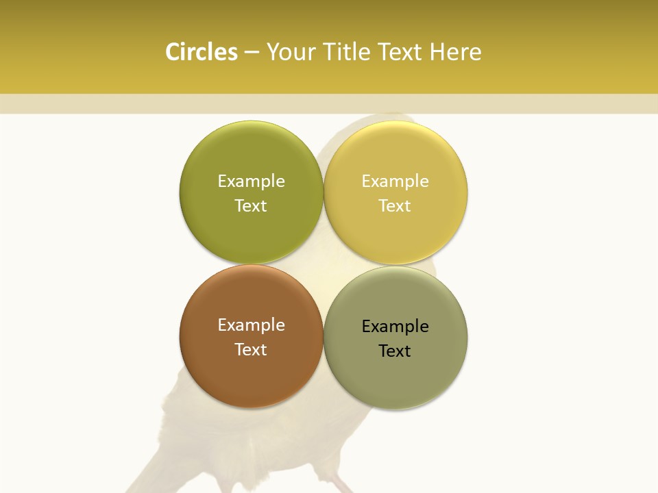 Fauna Exclusive Aves PowerPoint Template