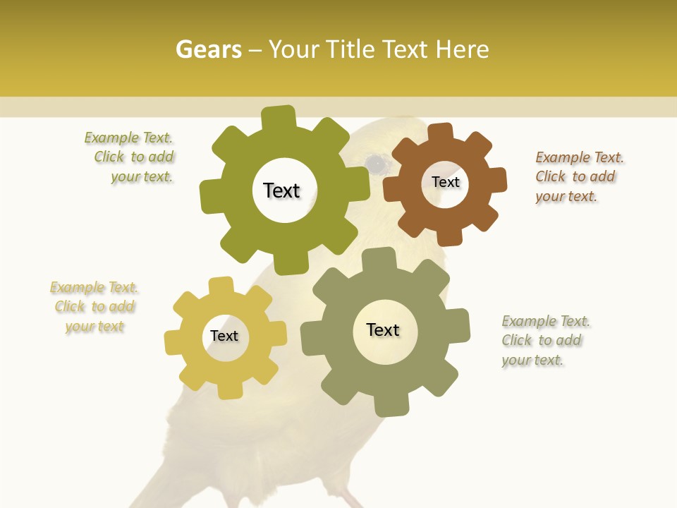 Fauna Exclusive Aves PowerPoint Template