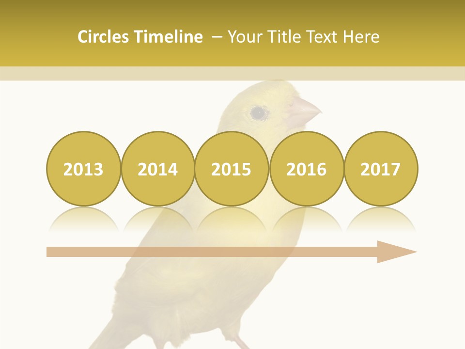 Fauna Exclusive Aves PowerPoint Template