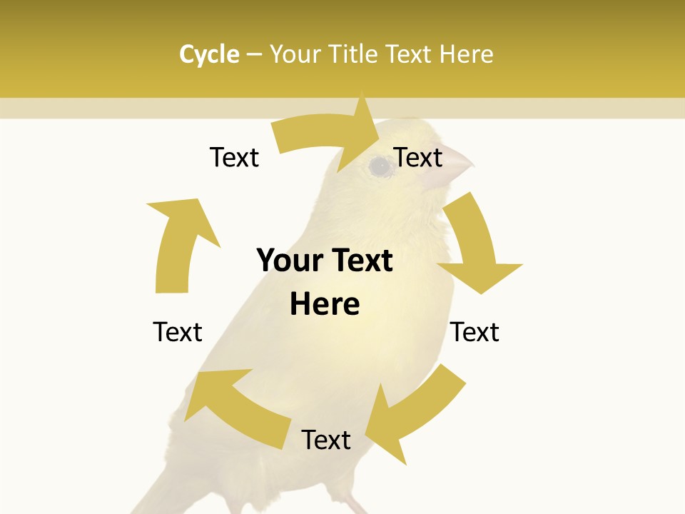 Fauna Exclusive Aves PowerPoint Template