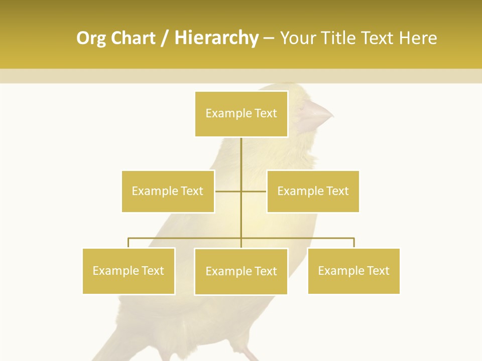 Fauna Exclusive Aves PowerPoint Template