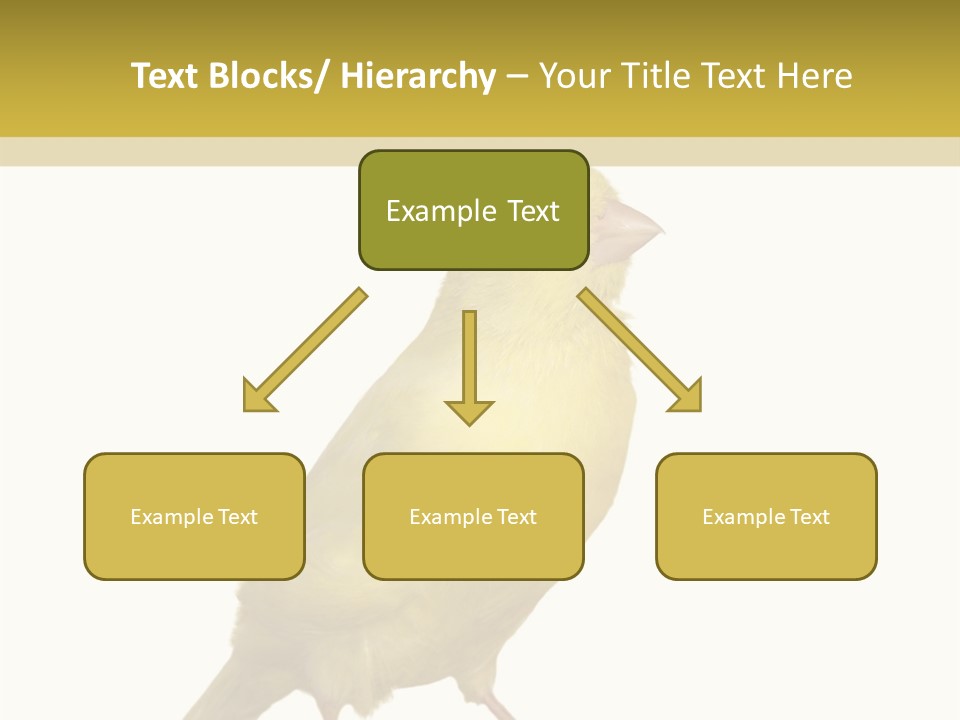 Fauna Exclusive Aves PowerPoint Template