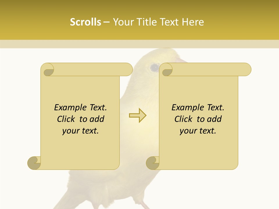 Fauna Exclusive Aves PowerPoint Template