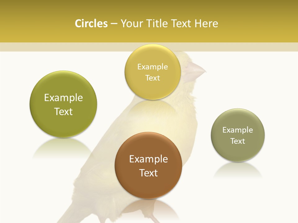 Fauna Exclusive Aves PowerPoint Template