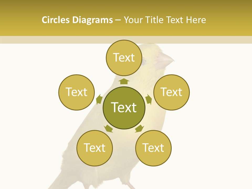 Fauna Exclusive Aves PowerPoint Template