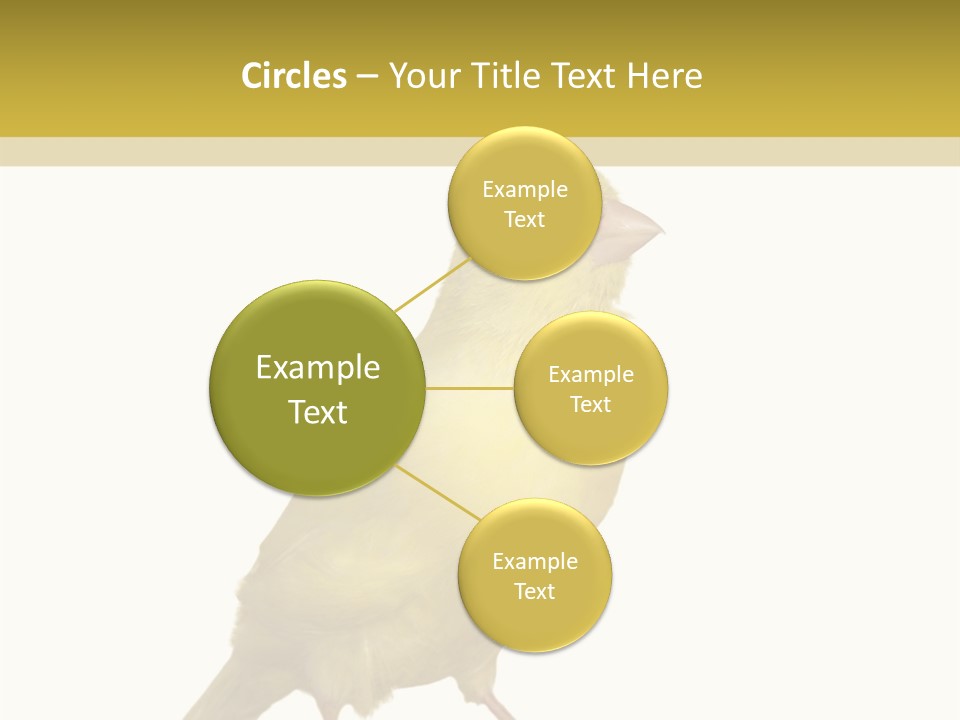 Fauna Exclusive Aves PowerPoint Template