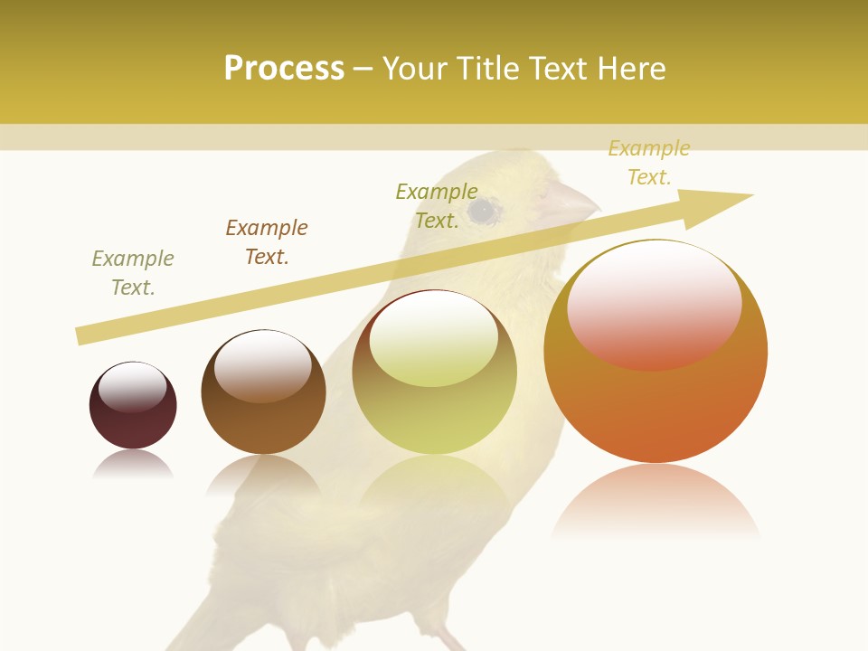 Fauna Exclusive Aves PowerPoint Template