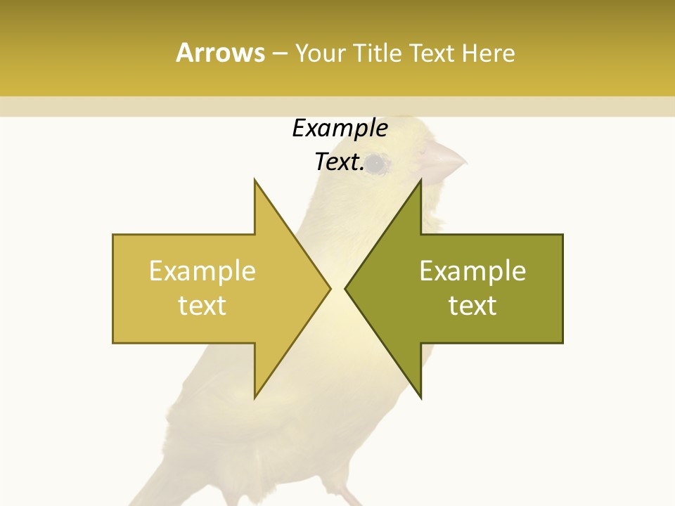 Fauna Exclusive Aves PowerPoint Template