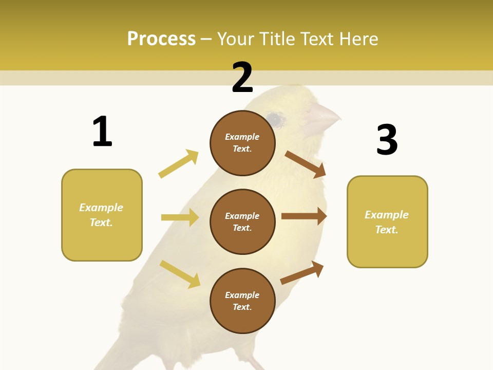 Fauna Exclusive Aves PowerPoint Template