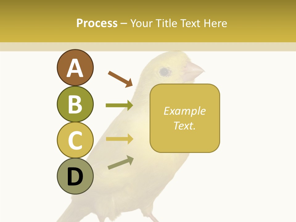 Fauna Exclusive Aves PowerPoint Template