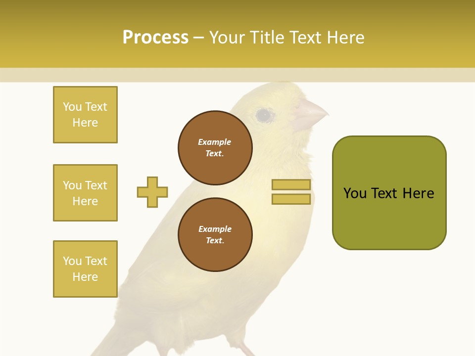 Fauna Exclusive Aves PowerPoint Template